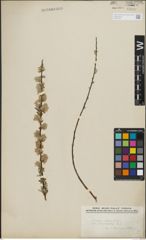 Foto von Salix repens subsp. incubacea (L.) A. Neumann